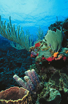 Belize-Belize Coast-Reef Atoll Kayaking Getaway